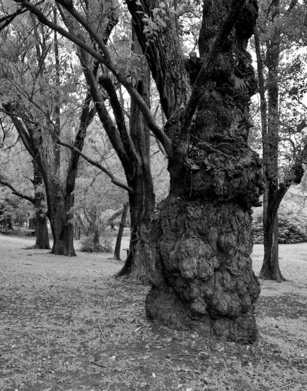 A árvore do parque