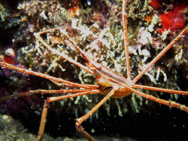 Aranha do Mar II